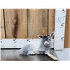 Image 1 : Baby Goat Full Body Taxidermy Mount