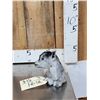 Image 2 : Baby Goat Full Body Taxidermy Mount