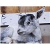 Image 3 : Baby Goat Full Body Taxidermy Mount
