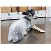 Image 4 : Baby Goat Full Body Taxidermy Mount