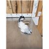 Image 5 : Baby Goat Full Body Taxidermy Mount