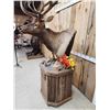 Image 10 : Big 6x6 Rocky Mountain Elk Pedestal Taxidermy Mount