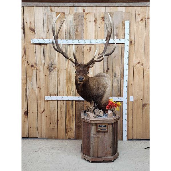 Big 6x6 Rocky Mountain Elk Pedestal Taxidermy Mount