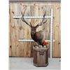 Image 1 : Big 6x6 Rocky Mountain Elk Pedestal Taxidermy Mount