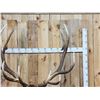 Image 2 : Big 6x6 Rocky Mountain Elk Pedestal Taxidermy Mount