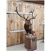 Image 3 : Big 6x6 Rocky Mountain Elk Pedestal Taxidermy Mount