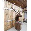 Image 4 : Big 6x6 Rocky Mountain Elk Pedestal Taxidermy Mount