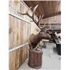 Image 5 : Big 6x6 Rocky Mountain Elk Pedestal Taxidermy Mount