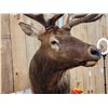 Image 6 : Big 6x6 Rocky Mountain Elk Pedestal Taxidermy Mount