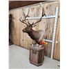 Image 7 : Big 6x6 Rocky Mountain Elk Pedestal Taxidermy Mount