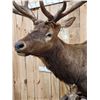Image 8 : Big 6x6 Rocky Mountain Elk Pedestal Taxidermy Mount