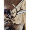 Image 9 : Big 6x6 Rocky Mountain Elk Pedestal Taxidermy Mount