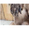 Image 10 : Gorgeous Alaskan Grizzly Bear Full Body Taxidermy Mount