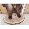 Image 11 : Gorgeous Alaskan Grizzly Bear Full Body Taxidermy Mount