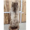 Image 12 : Gorgeous Alaskan Grizzly Bear Full Body Taxidermy Mount