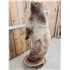 Image 13 : Gorgeous Alaskan Grizzly Bear Full Body Taxidermy Mount