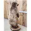 Image 14 : Gorgeous Alaskan Grizzly Bear Full Body Taxidermy Mount