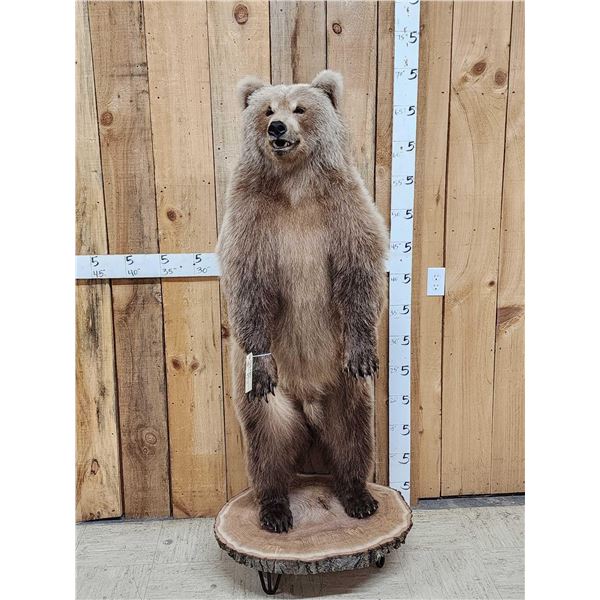 Gorgeous Alaskan Grizzly Bear Full Body Taxidermy Mount