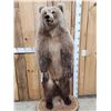 Image 2 : Gorgeous Alaskan Grizzly Bear Full Body Taxidermy Mount