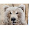 Image 3 : Gorgeous Alaskan Grizzly Bear Full Body Taxidermy Mount