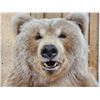 Image 4 : Gorgeous Alaskan Grizzly Bear Full Body Taxidermy Mount