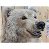 Image 5 : Gorgeous Alaskan Grizzly Bear Full Body Taxidermy Mount