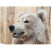 Image 6 : Gorgeous Alaskan Grizzly Bear Full Body Taxidermy Mount