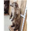 Image 7 : Gorgeous Alaskan Grizzly Bear Full Body Taxidermy Mount