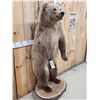 Image 8 : Gorgeous Alaskan Grizzly Bear Full Body Taxidermy Mount