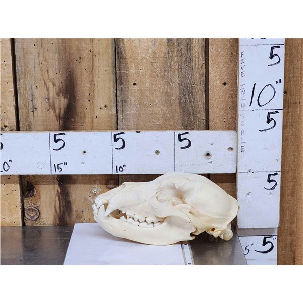 Alaskan Grizzly Bear Skull Taxidermy