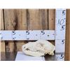 Image 1 : Alaskan Grizzly Bear Skull Taxidermy