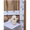 Image 2 : Alaskan Grizzly Bear Skull Taxidermy