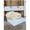 Image 3 : Alaskan Grizzly Bear Skull Taxidermy