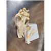 Image 4 : Alaskan Grizzly Bear Skull Taxidermy