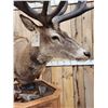 Image 11 : Giant Red Stag Pedestal Taxidermy Mount
