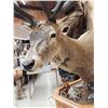 Image 12 : Giant Red Stag Pedestal Taxidermy Mount