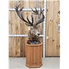Image 1 : Giant Red Stag Pedestal Taxidermy Mount