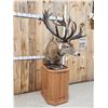 Image 3 : Giant Red Stag Pedestal Taxidermy Mount