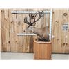 Image 4 : Giant Red Stag Pedestal Taxidermy Mount