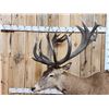 Image 5 : Giant Red Stag Pedestal Taxidermy Mount