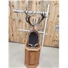 Image 6 : Giant Red Stag Pedestal Taxidermy Mount