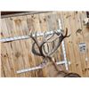 Image 7 : Giant Red Stag Pedestal Taxidermy Mount