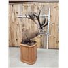 Image 8 : Giant Red Stag Pedestal Taxidermy Mount