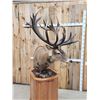 Image 9 : Giant Red Stag Pedestal Taxidermy Mount