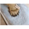 Image 12 : Polar Bear Full Body Taxidermy Mount