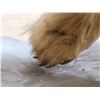 Image 13 : Polar Bear Full Body Taxidermy Mount
