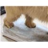 Image 14 : Polar Bear Full Body Taxidermy Mount