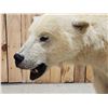 Image 15 : Polar Bear Full Body Taxidermy Mount