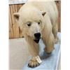 Image 16 : Polar Bear Full Body Taxidermy Mount