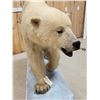 Image 17 : Polar Bear Full Body Taxidermy Mount
